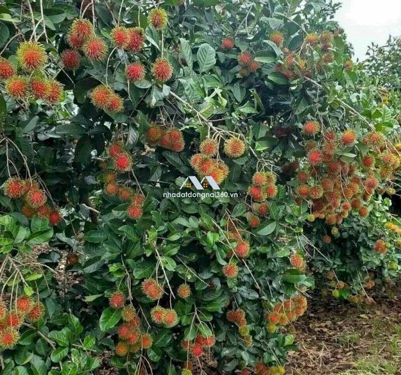 Bán vườn Chôm Chôm Thái 4629m, xã Sông Thao, huyện Trảng Bom