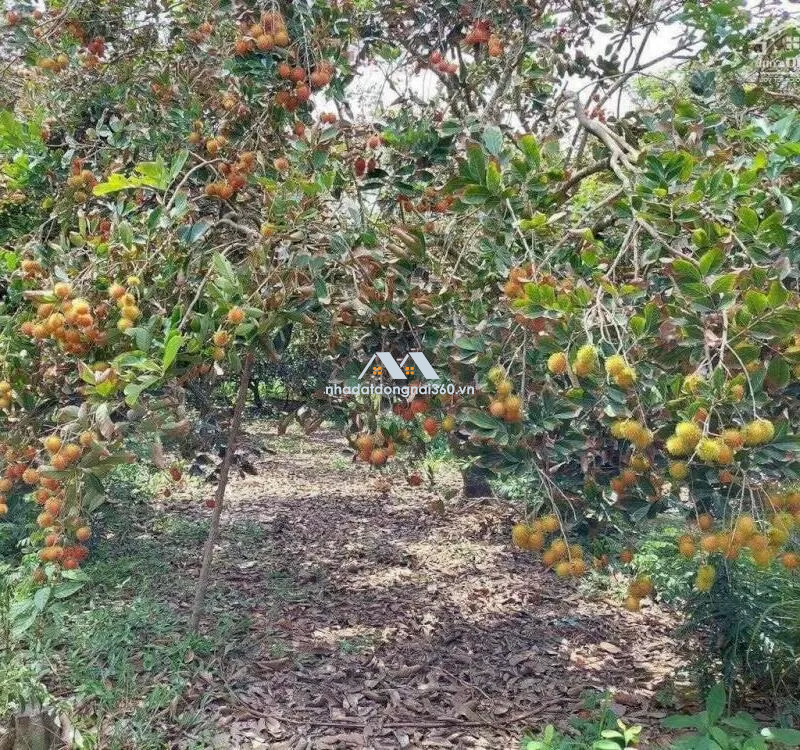 Bán vườn Chôm Chôm Thái 4629m, xã Sông Thao, huyện Trảng Bom