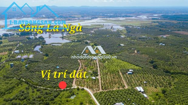 Cần bán vườn xoài 1241m2, hai mặt tiền, nở hậu, đường bê tông.