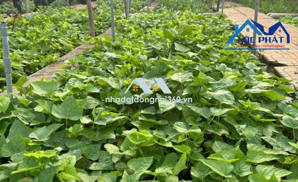 Bán đất tại Đường Nguyễn Trung Trực, P An Hoà, Thành phố Biên Hòa, Đồng Nai giá 1 tỷ 720 triệu