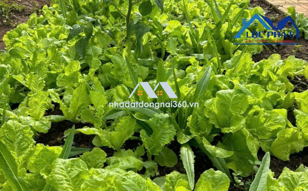 Bán đất tại Đường Nguyễn Trung Trực, P An Hoà, Thành phố Biên Hòa, Đồng Nai giá 1 tỷ 720 triệu