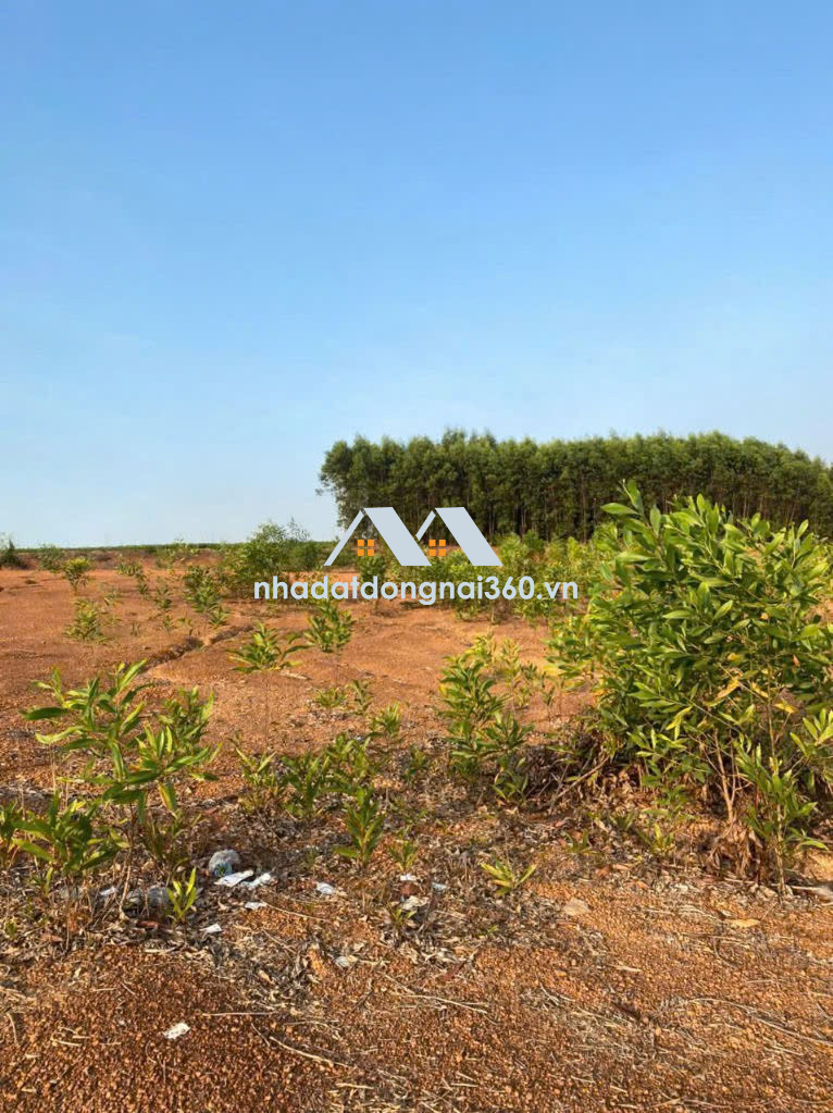 ĐẤT ĐẸP - ĐẦU TƯ SINH LỜI - Cần Bán Đất Tại Xã Trị An, Huyện Vĩnh Cửu, Tỉnh Đồng Nai.