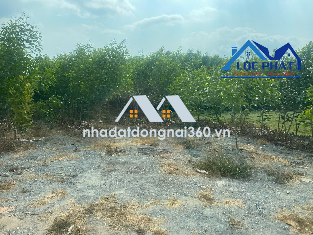 Bán đất SKC 8.000m2 xã Hố Nai 3, Trảng Bom, Đồng Nai giá 16 tỷ