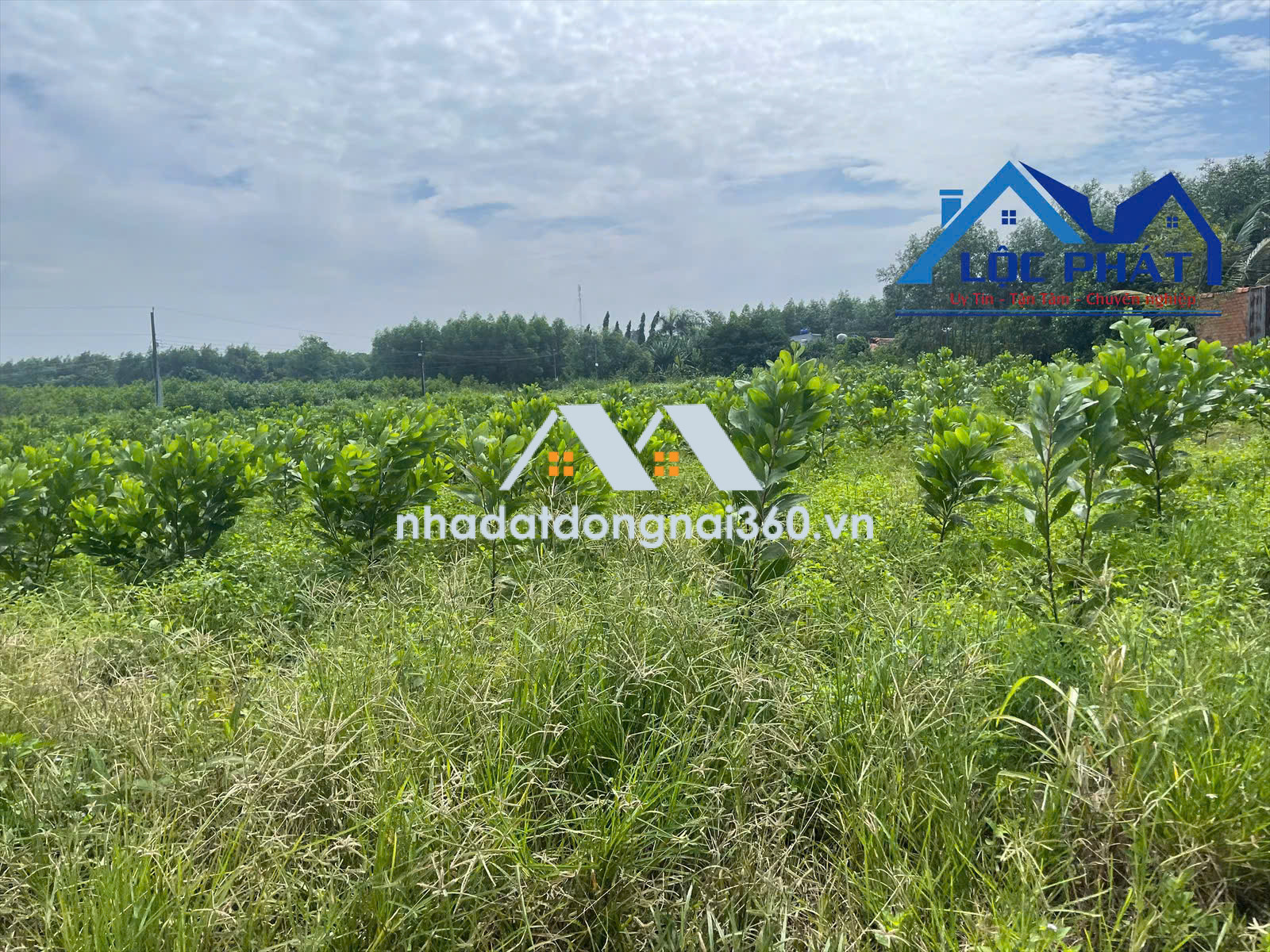 Bán kho, nhà xưởng tại Phường Trấn Biên, Đồng Nai giá 90 tỷ