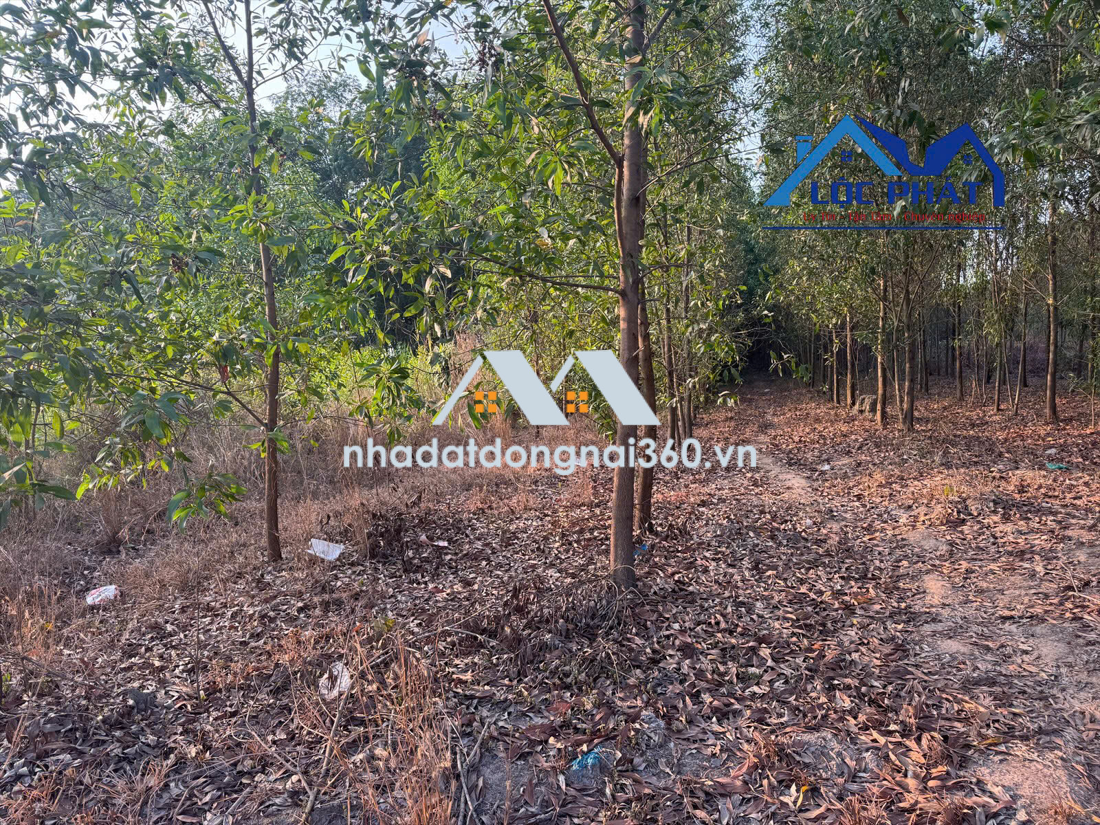 Bán đất tại Xã An Viễn, Đồng Nai giá 14 tỷ  500 triệu