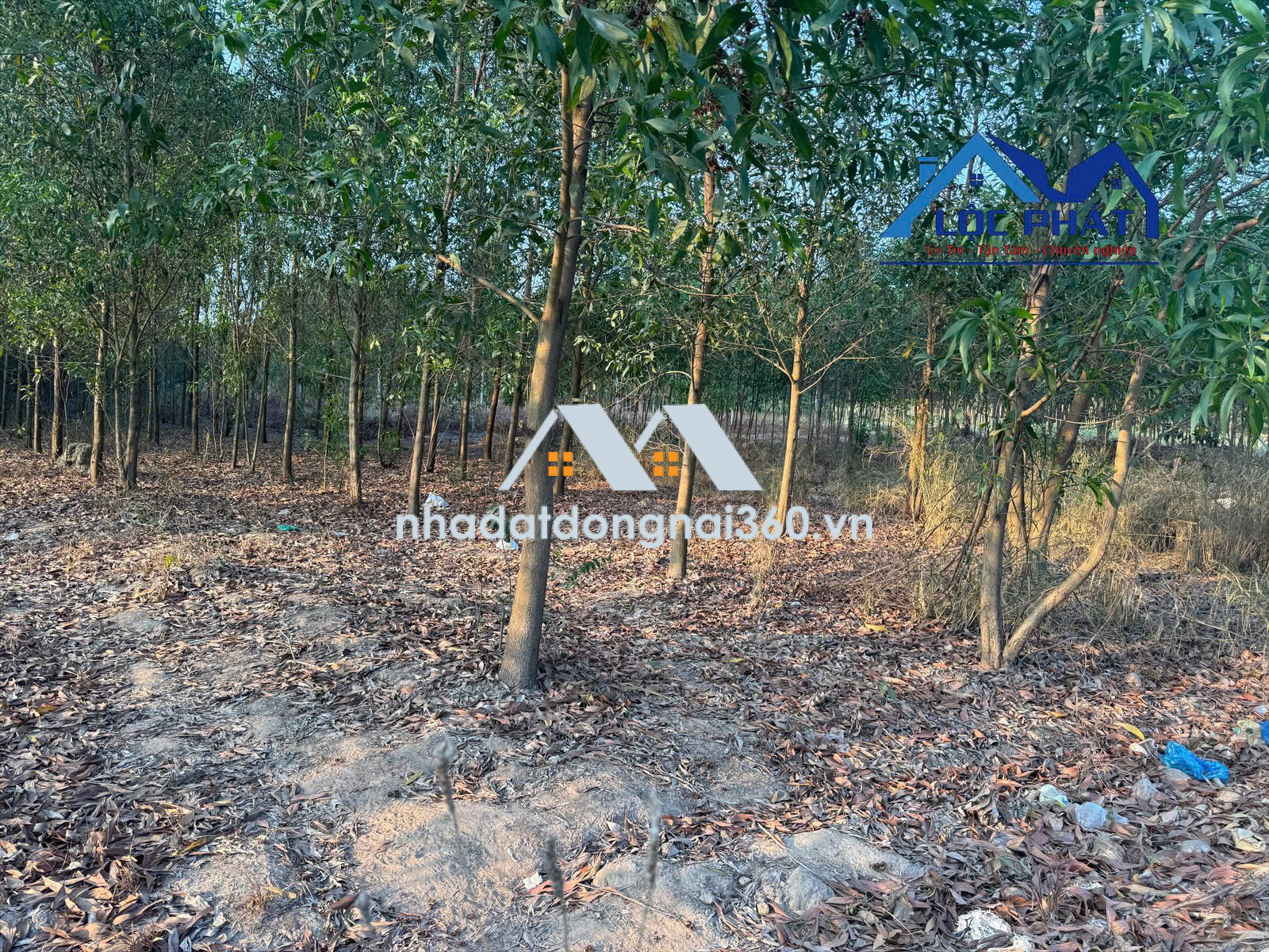 Bán đất tại Xã An Viễn, Đồng Nai giá 14 tỷ  500 triệu