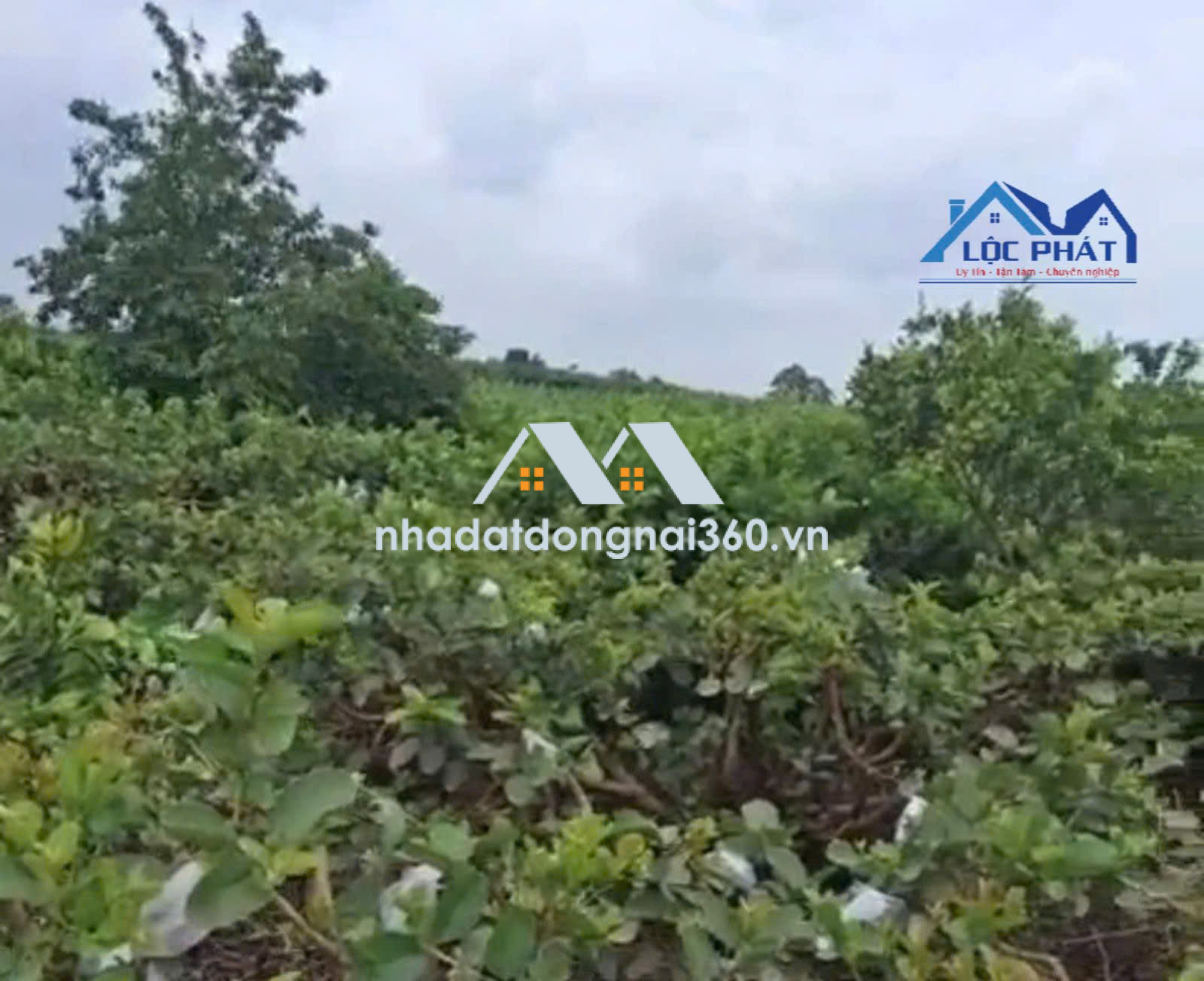 BÁN VƯỜN ỔI ĐANG CHO THU NHẬP dt 18.325m² tại SÔNG THAO, TRẢNG BOM, ĐỒNG NAI