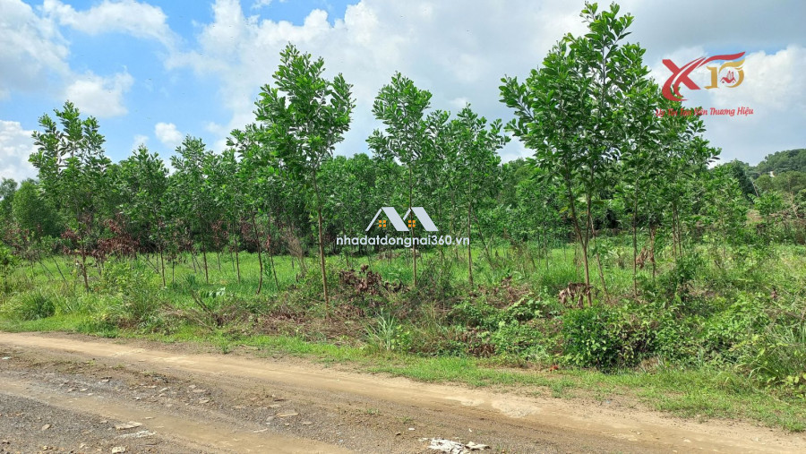 Bán đất qui hoạch SKC xây dựng nhà xưởng xã thiện tân Vĩnh Cửu Biên Hòa Đồng Nai.
