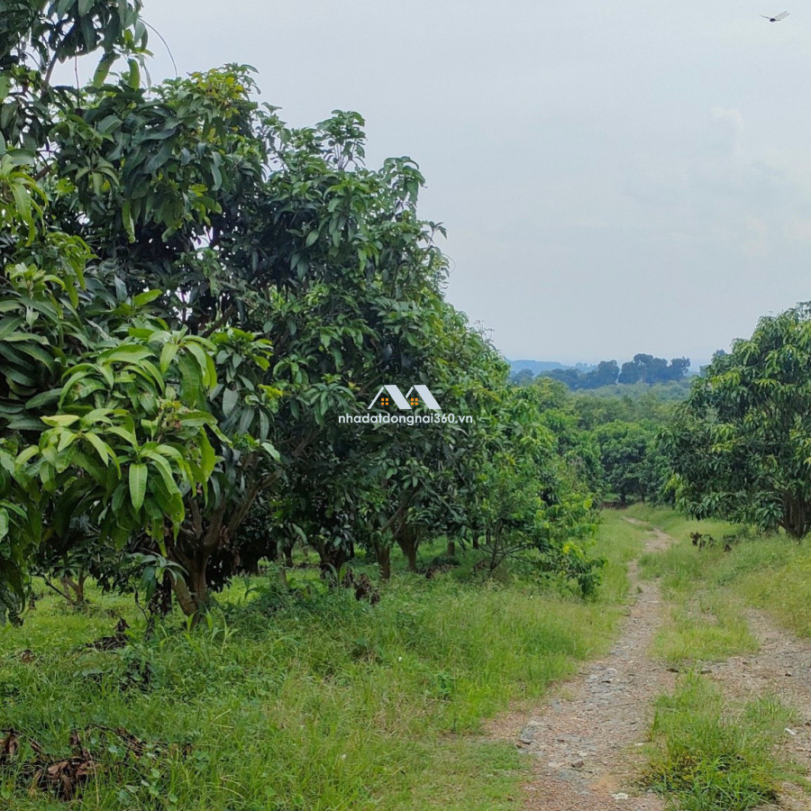 Bán đất vườn xã Phú Ngọc Huyện Định Quán diện tích 41500m2 giá 16 tỷ