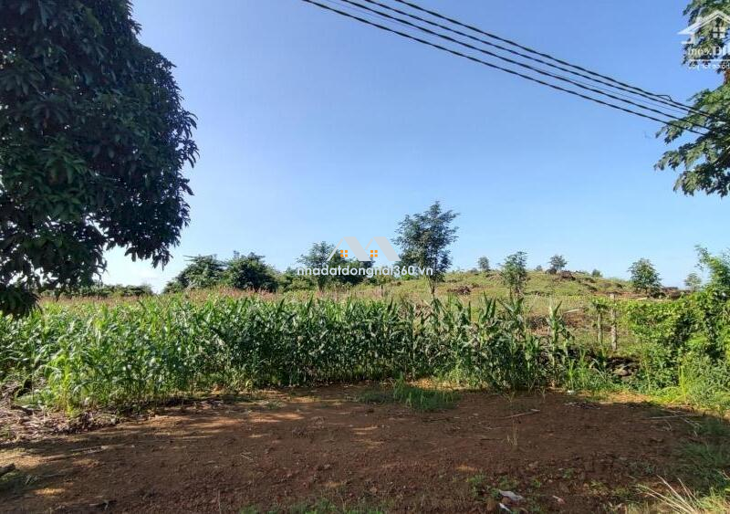 Cần bán 1.3 sào đất CLN tại xã Phú Xuân – Tân phú – Đồng Nai